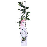 Jasmin étoilé Star of Ibiza - Trachelospermum jasminoides - 2 plants - H 65 cm, pot Ø15 cm