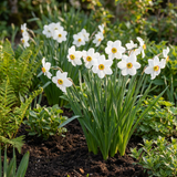 Narcisse des poètes Recurvus