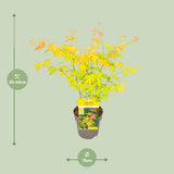 Érable du Japon Orange Dream - Acer palmatum - H 30 cm, pot Ø15 cm