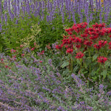 Kit de vivaces parfumées - 8 plants pour 1 m² - H 25 cm, pot Ø11 cm