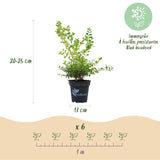 Buis Babylon Beauty - H 25 cm, pot Ø13 cm