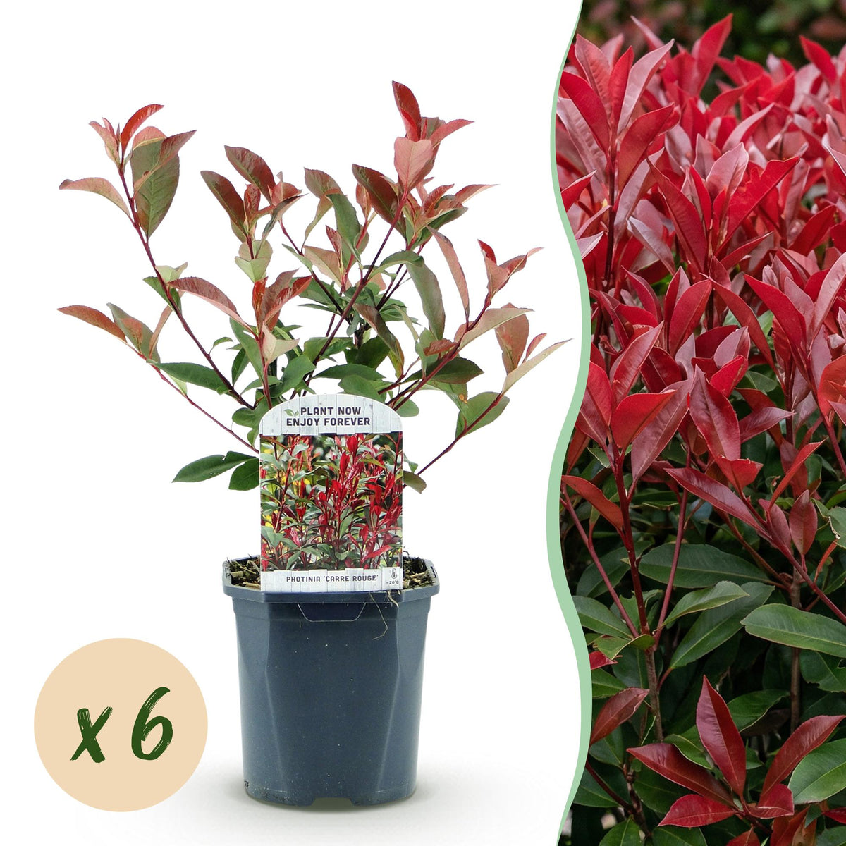 Photinia Carré Rouge - H 55 cm, pot Ø17 cm