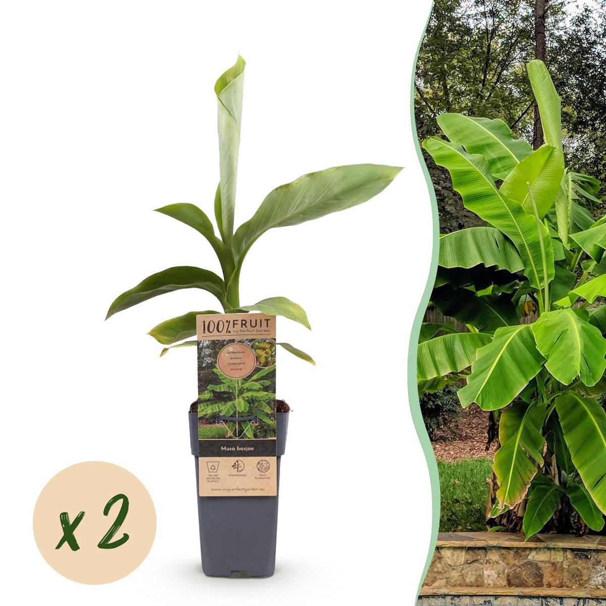 Bananier du Japon - Musa basjoo - 2 plants - H 50 cm, pot Ø15 cm