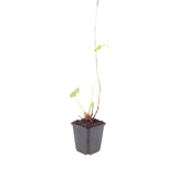 Persicaire Speciosa en godet - 60 plants - H 10-25 cm, pot Ø9 cm
