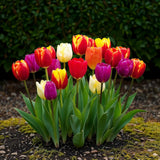 Tulipe triomphe en mélange - calibre 11/12