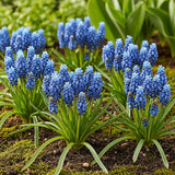 Muscari d'Arménie - calibre 8/9