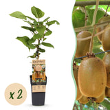 Kiwi Hayward femelle - Actinidia deliciosa - 2 plants - H 50 cm, pot Ø15 cm