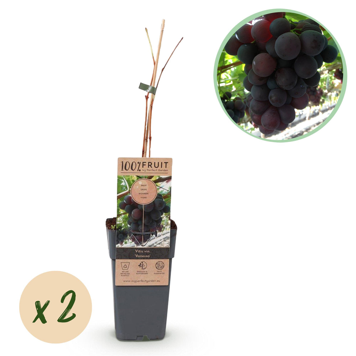 Vigne Vanessa raisin rouge sans pépins - Vitis vinifera - 2 plants - H 50 cm, pot Ø15 cm