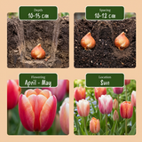 Tulipe Glowing with pride en mélange - calibre 11/12