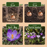 Mélange de bulbes pour jardin d'ombre - calibre 10/12