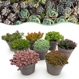 Mélange de plantes de rocaille couvre-sol - 8 plants - H 17 cm, pot Ø14 cm