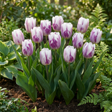 Tulipe triomphe Flaming Flag - calibre 11/12