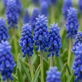 Muscari d'Arménie