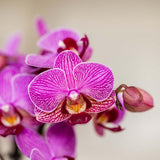 Orchidée Phalaenopsis violette Mineral Vienna avec cache-pot Bloom lilas - H 40 cm, pot Ø9 cm