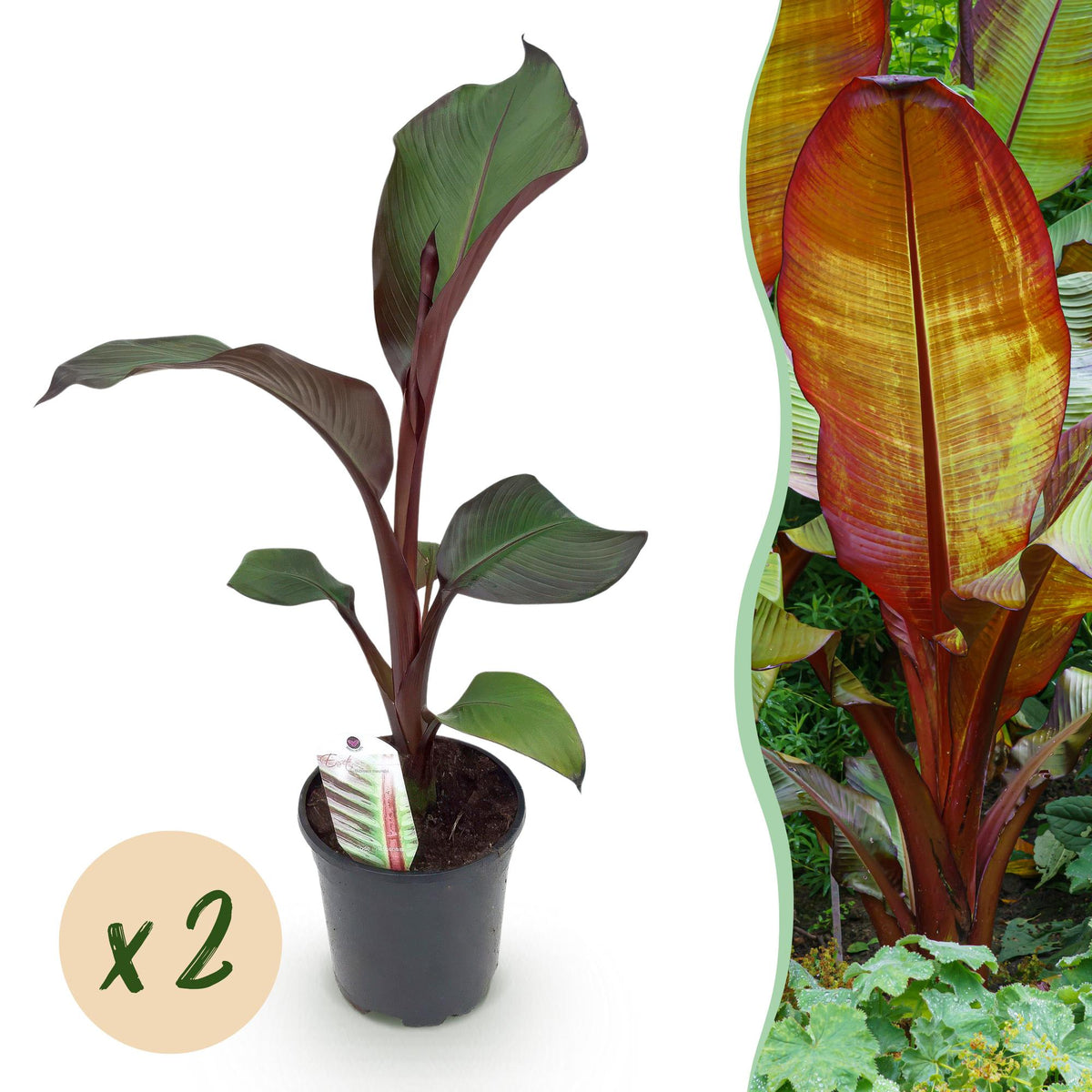 Bananier d'Abyssinie rouge Maurelii - Ensete ventricosum - 2 plants - H 40 cm, pot Ø17 cm