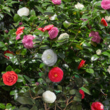 Camélia du Japon Tricolor - Camellia japonica - 3 plants - H 30 cm, pot Ø15 cm