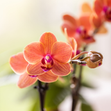 Orchidées Phalaenopsis orange Mineral Bolzano - lot de 2 en cache-pot double Diabolo blanc - H 40 cm, pot Ø9 cm