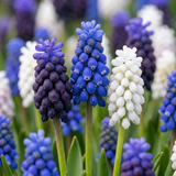 Muscari Magic en mélange - 200 bulbes