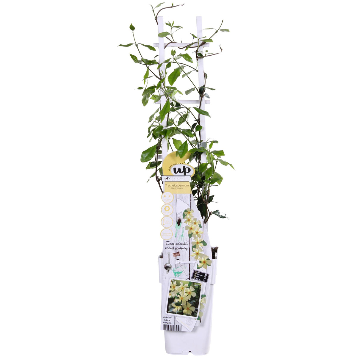 Jasmin étoilé Star of Toscana jaune - Trachelospermum - H 65 cm, pot Ø15 cm