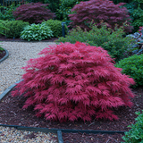 Érable du Japon Pink Dwarf - Acer palmatum - H 70 cm, pot Ø19 cm