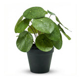 Pilea plante artificielle