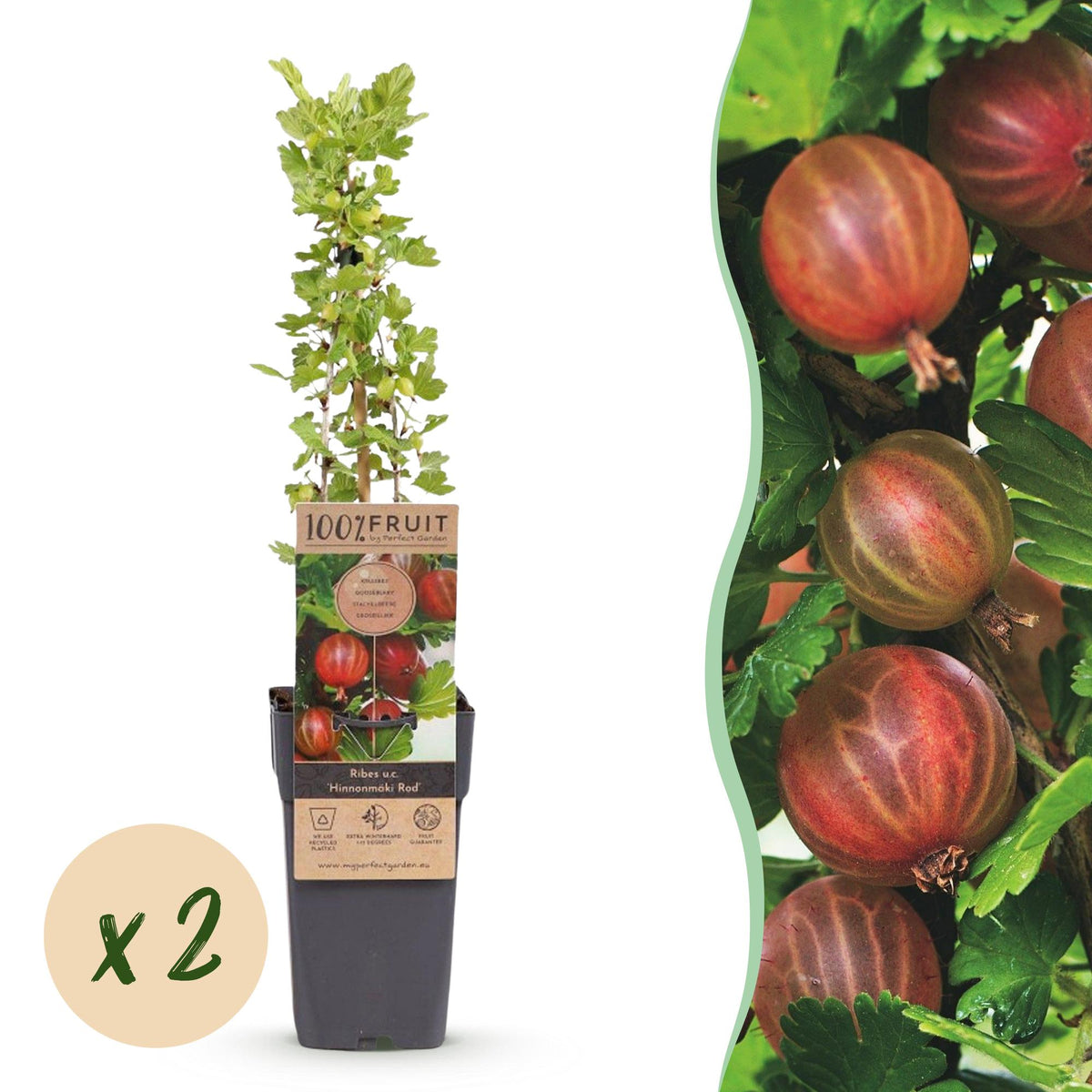 Groseillier à maquereau rouge Hinnonmäki Röd - Ribes uva-crispa - 2 plants - H 50 cm, pot Ø15 cm