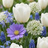 Mélange de bulbes à fleurs bleues, grande quantité