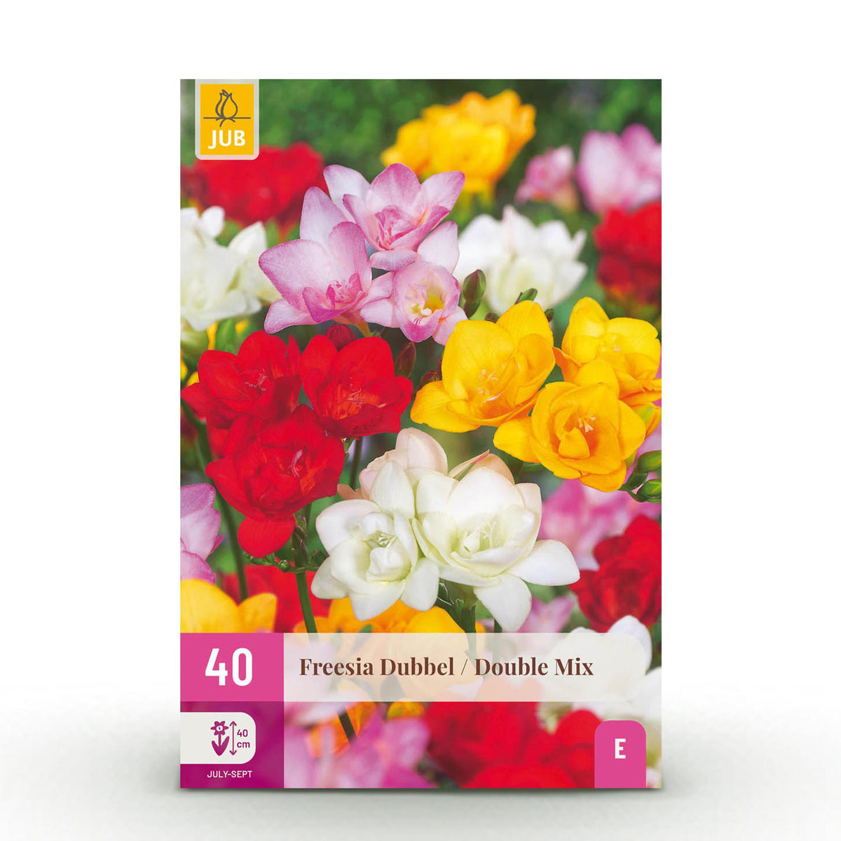 Freesia double en mélange - calibre 5/+