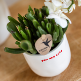 Coffret Love You - orchidée Congo rouge et plante verte en cache-pots - H 35 cm