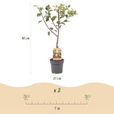 Prunier Opal - Prunus domestica - H 90 cm, pot Ø21 cm