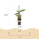 Bananier du Japon - Musa basjoo - 2 plants - H 50 cm, pot Ø15 cm