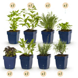 Kit de vivaces parfumées - 24 plants pour 3 m² - H 25 cm, pot Ø11 cm