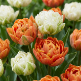 Tulipe Candle Light - 96 bulbes
