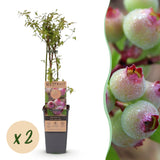 Myrtillier Pink Lemonade - Myrtille rose - H 50 cm, pot Ø15 cm