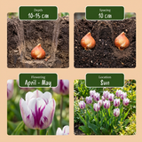 Tulipe triomphe Flaming Flag - calibre 11/12
