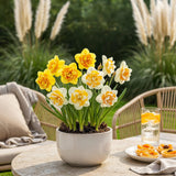 Narcisse double en mélange - calibre 12/14