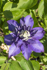 Clématite Multi Blue - Clématite bleue à fleurs doubles - H 65 cm, pot Ø15 cm