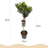 Houx Blue Maid sur tige - Ilex meserveae - H 90 cm, pot Ø19 cm