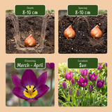 Tulipe botanique Persian Pearl