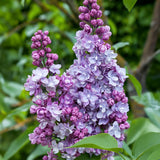 Lilas Michel Buchner - H 45 cm, pot Ø17 cm