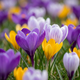 Crocus botaniques en mélange