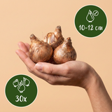Mélange de bulbes pour sol frais - calibre 10/12