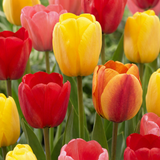 Tulipe Darwin hybride en mélange - 120 bulbes