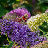 Arbre aux papillons Tricolour - Buddleja davidii - H 30 cm, pot Ø17 cm