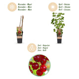 Groseillier rouge Jonkheer van Tets - Ribes rubrum - 2 plants - H 50 cm, pot Ø15 cm