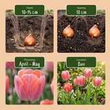 Tulipe Positive Vibe en mélange