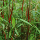 Fargesia Asian Wonder - H 80 cm, pot Ø23 cm