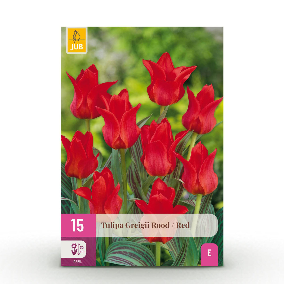 Tulipe de Greig rouge - calibre 11/12