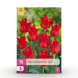 Tulipe de Greig rouge - calibre 11/12