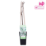 Glycine du Japon Alba - Wisteria floribunda - H 65 cm, pot Ø15 cm